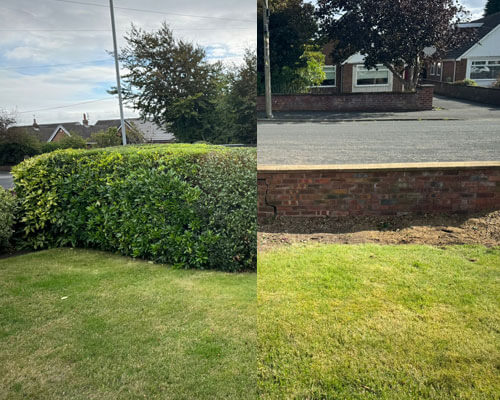 Hedge Removals