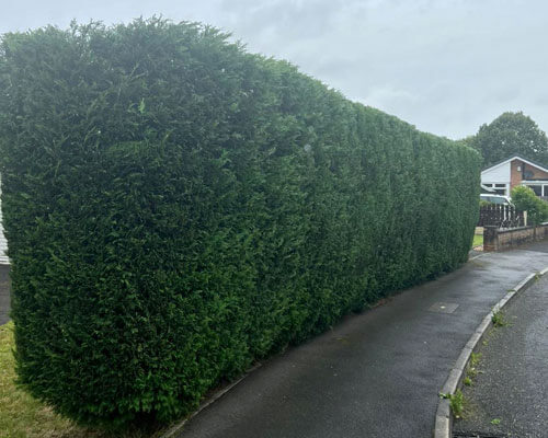 Hedge Trimming