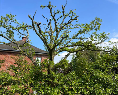 Tree Pruning