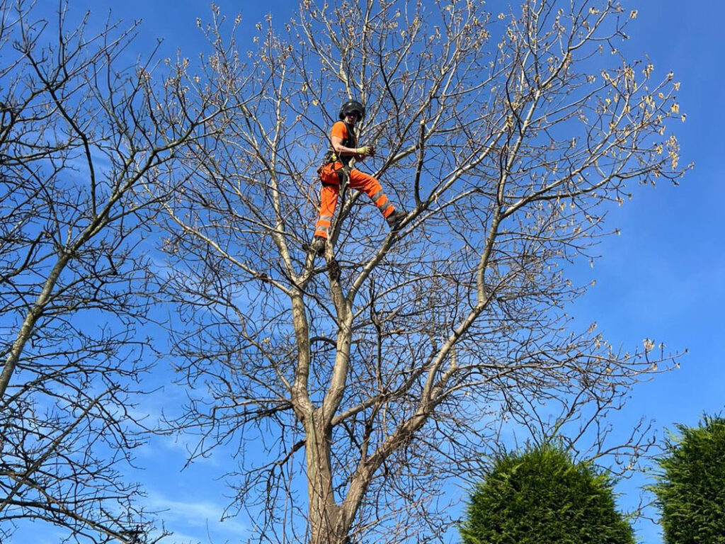 Tree Surgeon Services