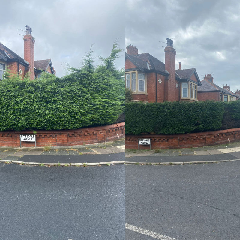 Hedge Trimming