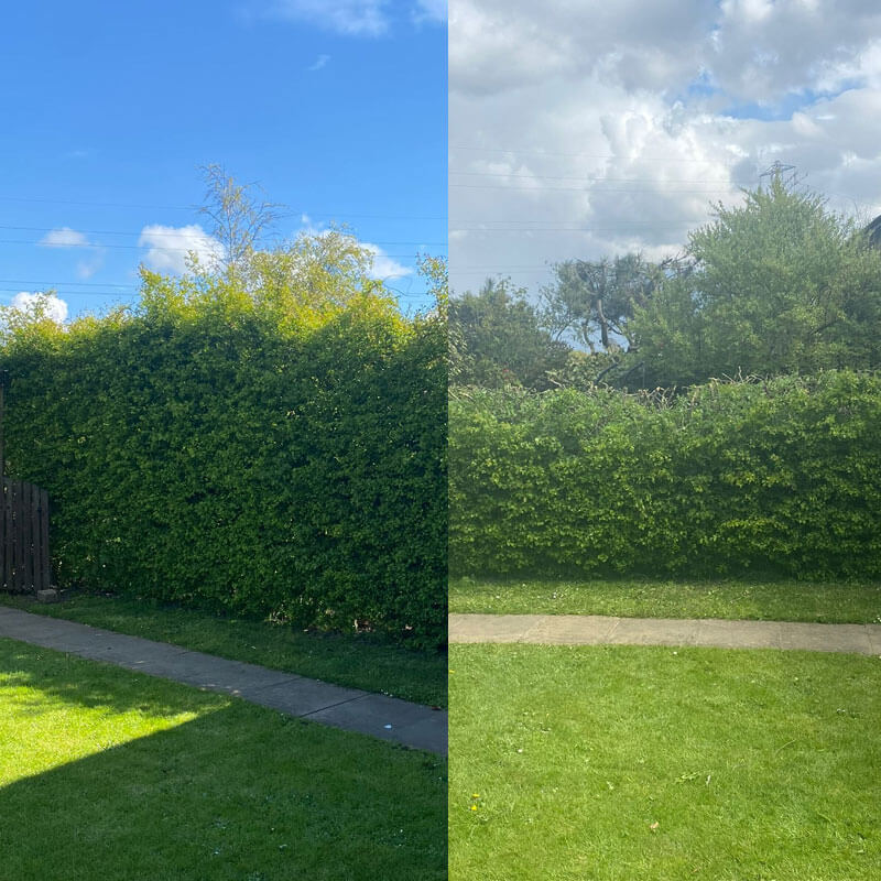 Hedge Trimming