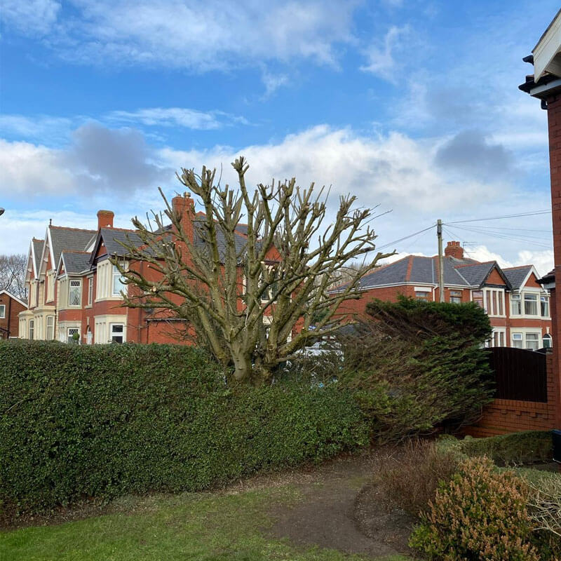 Tree Pruning