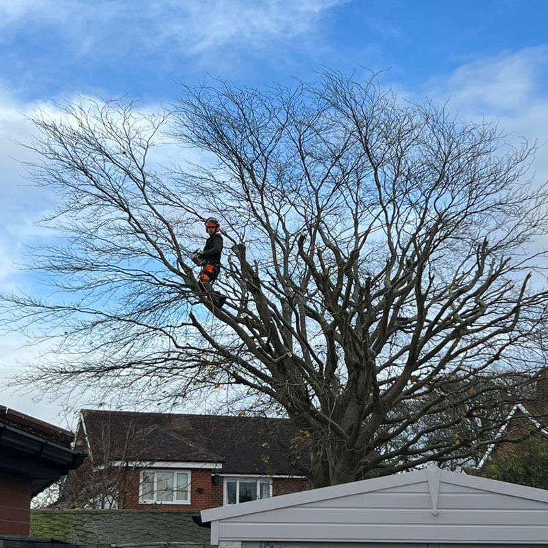 Tree Pruning