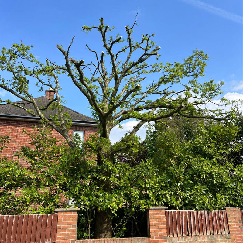 Tree Pruning